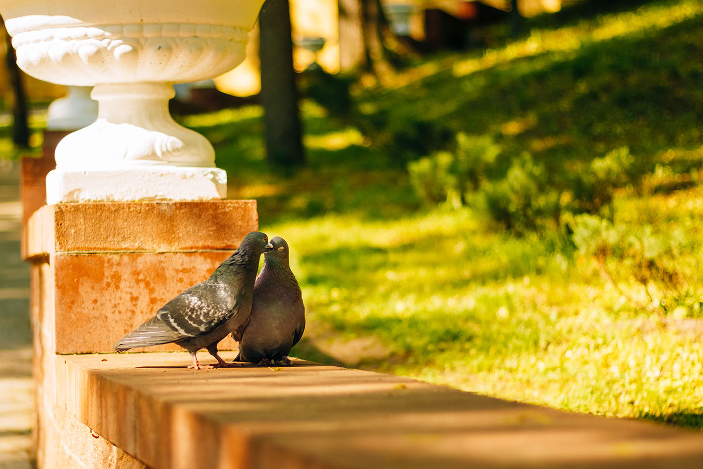 Περιστέρια ζευγάρι φιλιούνται