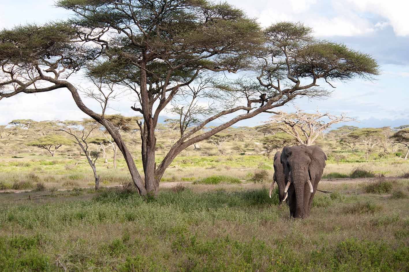 Ελέφαντας στην Τανζανία