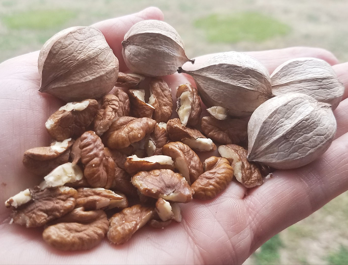 Καρύδια Χίκορι από λευκή καρυδιά της Αμερικής