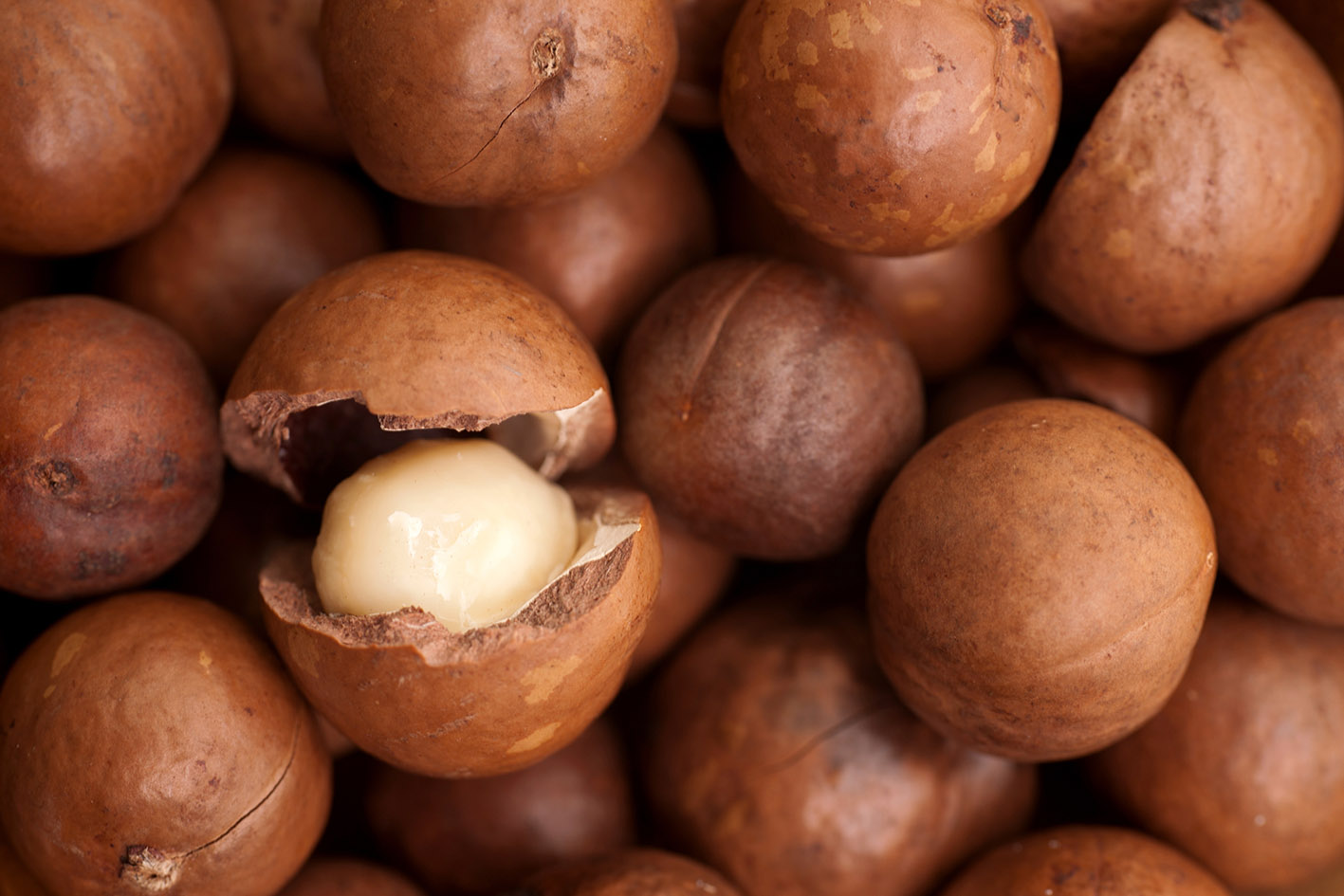 Μακαντέμια