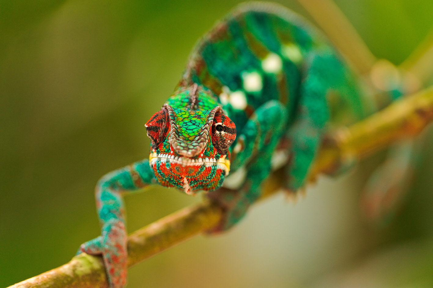 Πράσινος Χαμαιλέων μας κοιτά από ένα κλαδί
