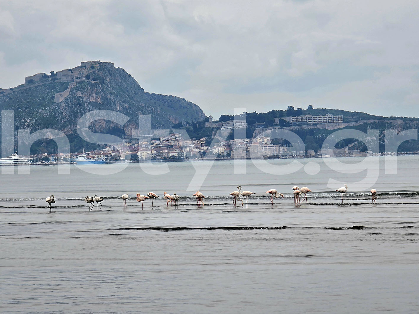 Φλαμίγκο στο Ναύπλιο