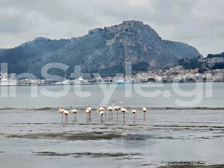 Φλαμίγκο στο Ναύπλιο