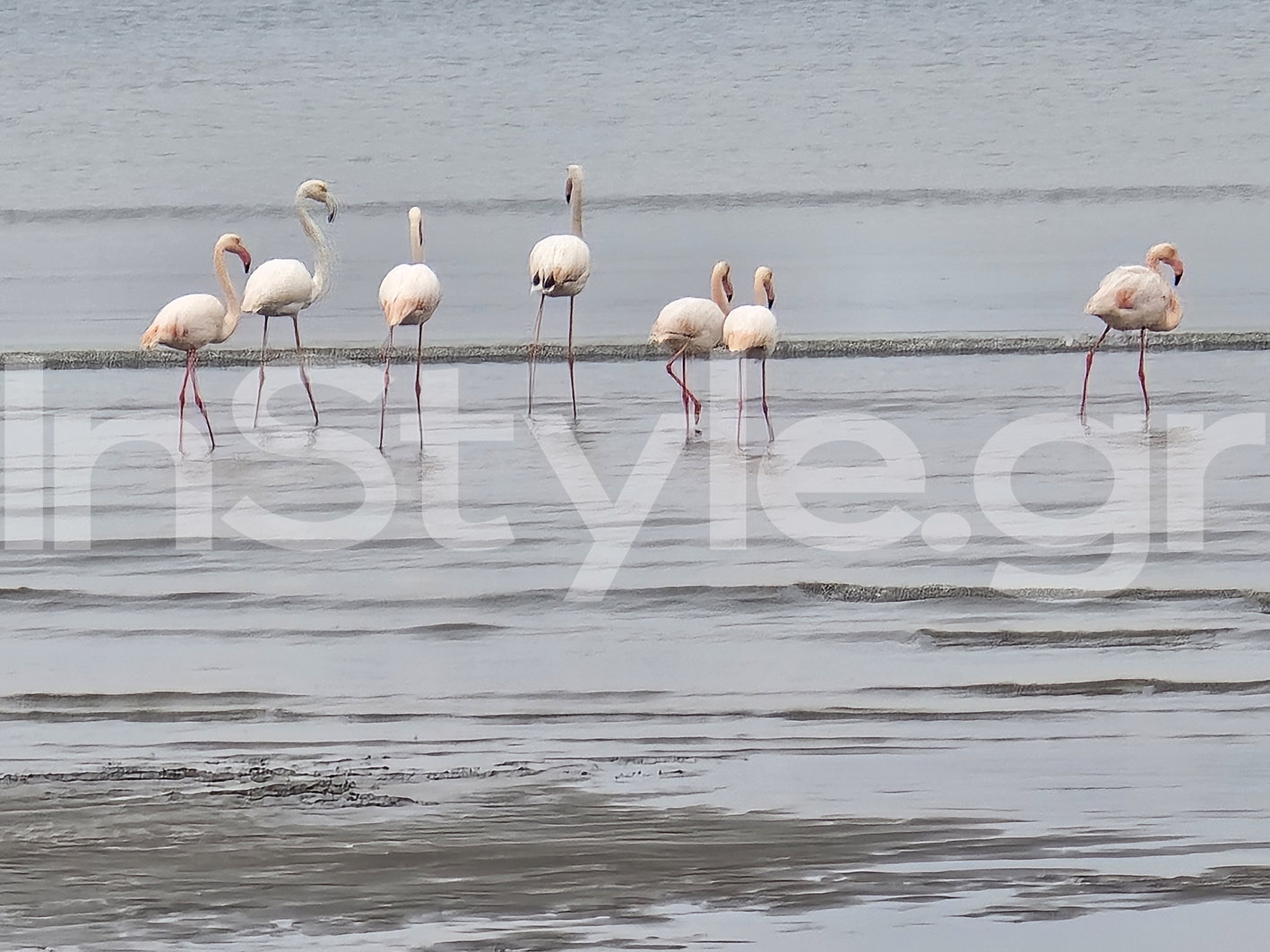 Φλαμίγκο στο Ναύπλιο