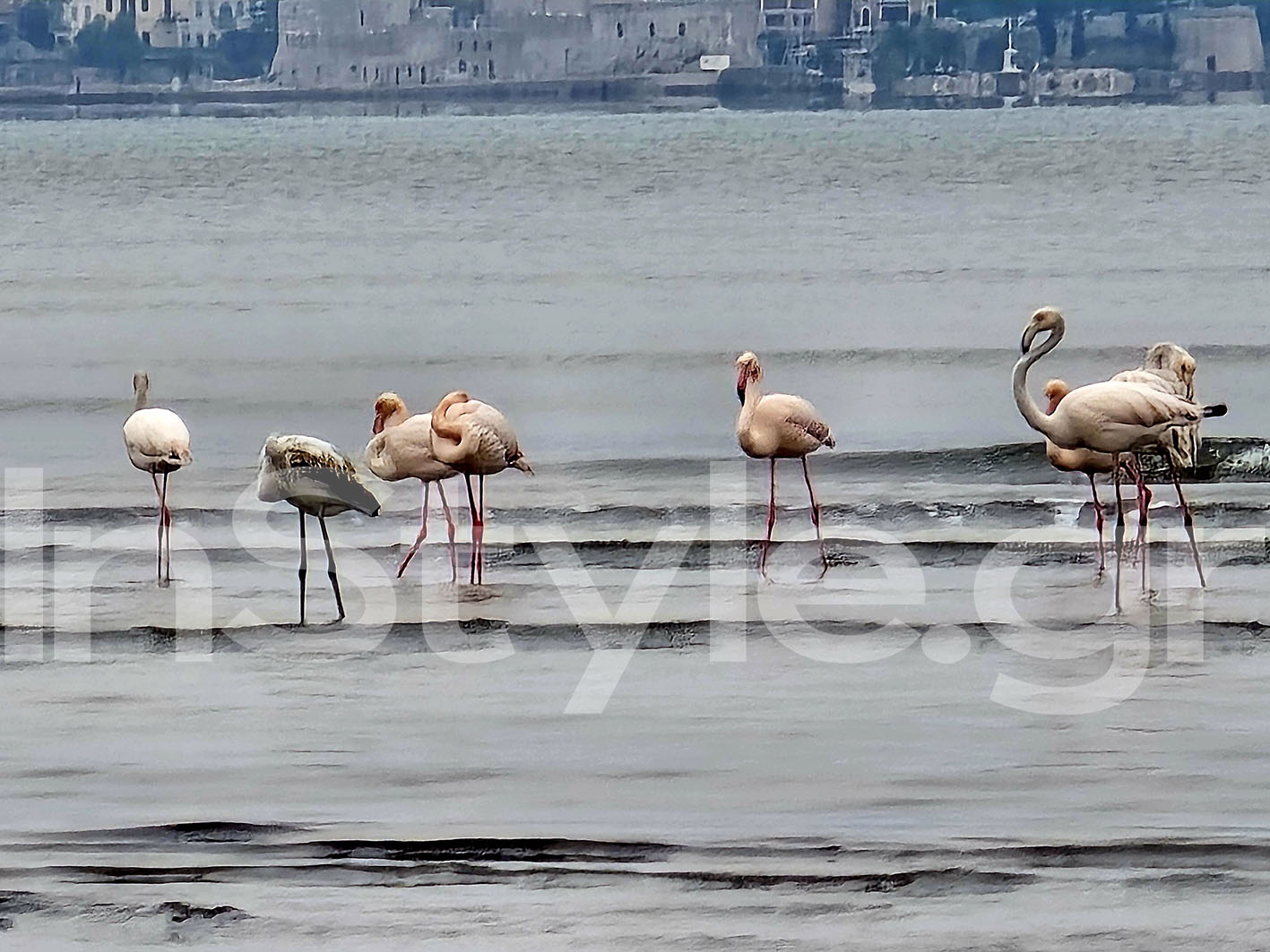 Φλαμίγκο στο Ναύπλιο