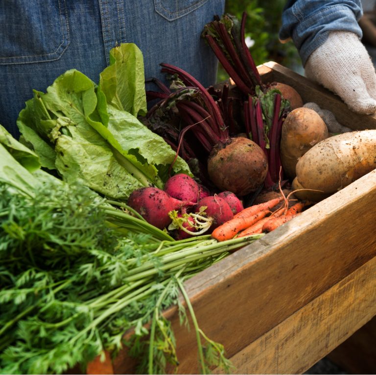 Λαχανικά του χειμώνα όπως μαρούλι και καρότα