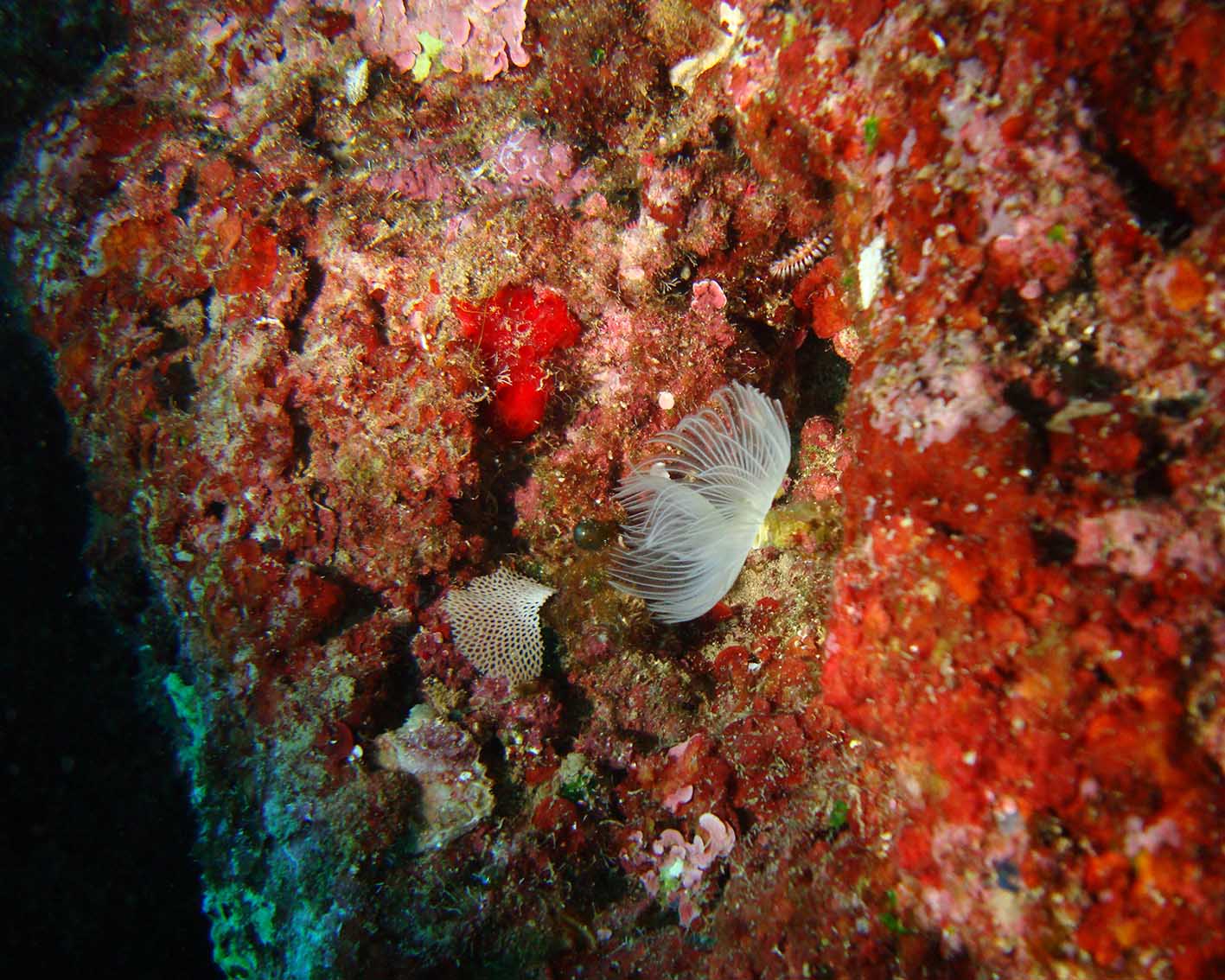 Τα reefs της θάλασσας τη Λάρνακας υπήρξαν η έμπνευση του Μιχάλη Παντελίδη