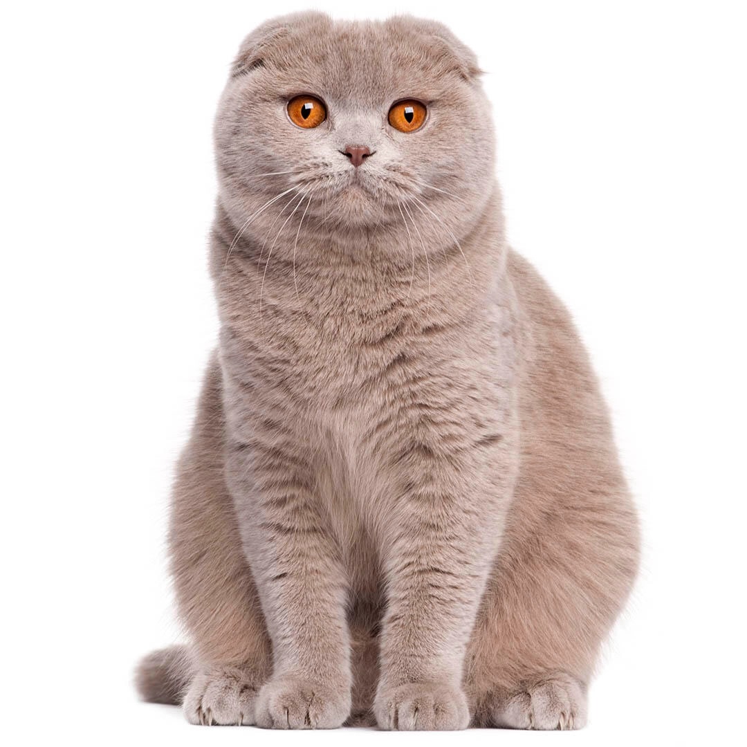 Scottish Fold: Η ιδανική γάτα για το ζώδιο των Ιχθύων. 