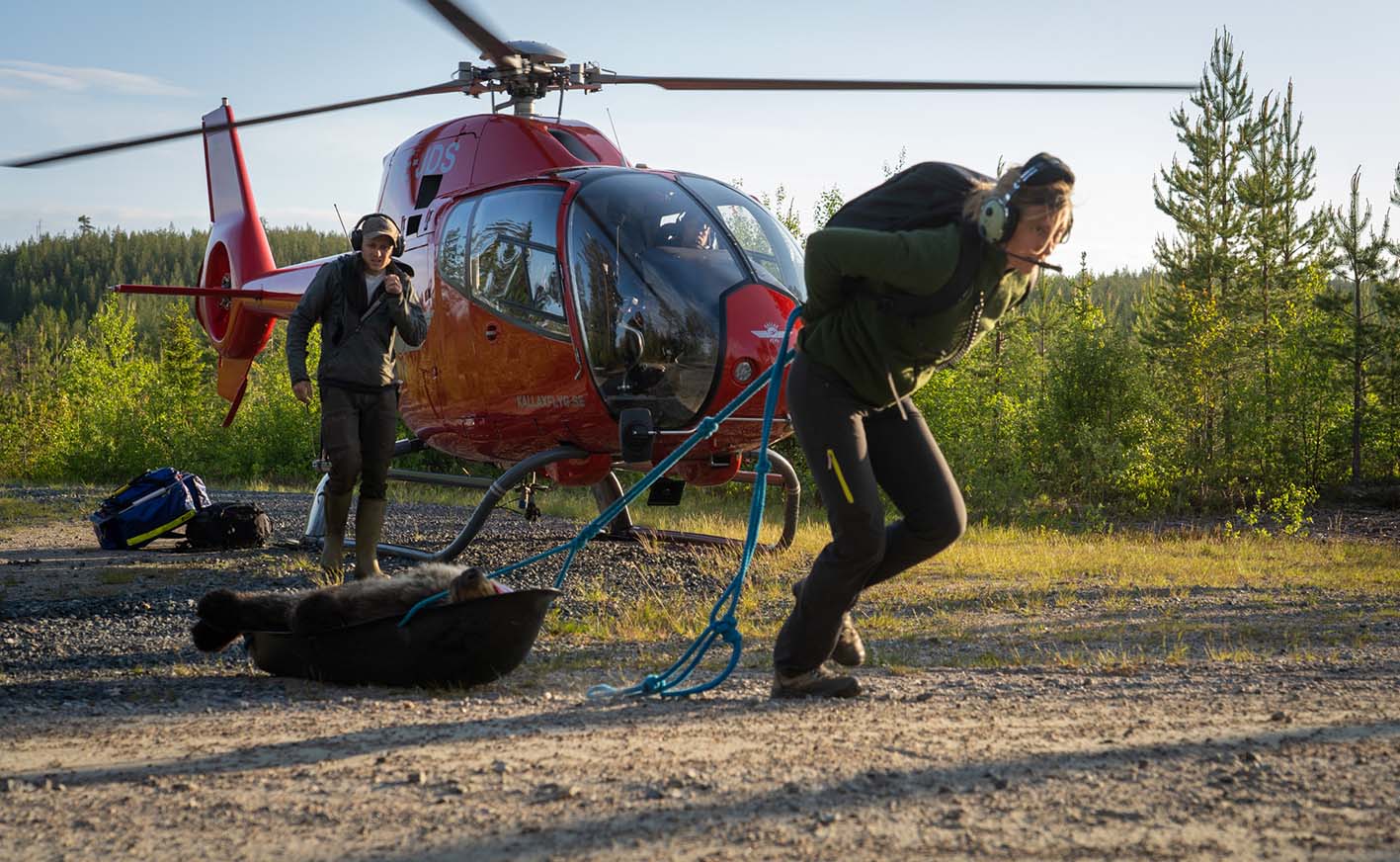 Η γιατρός Andrea Friebe μεταφέρει μια αρκούδα στο έδαφος, από ένα ελικόπτερο.