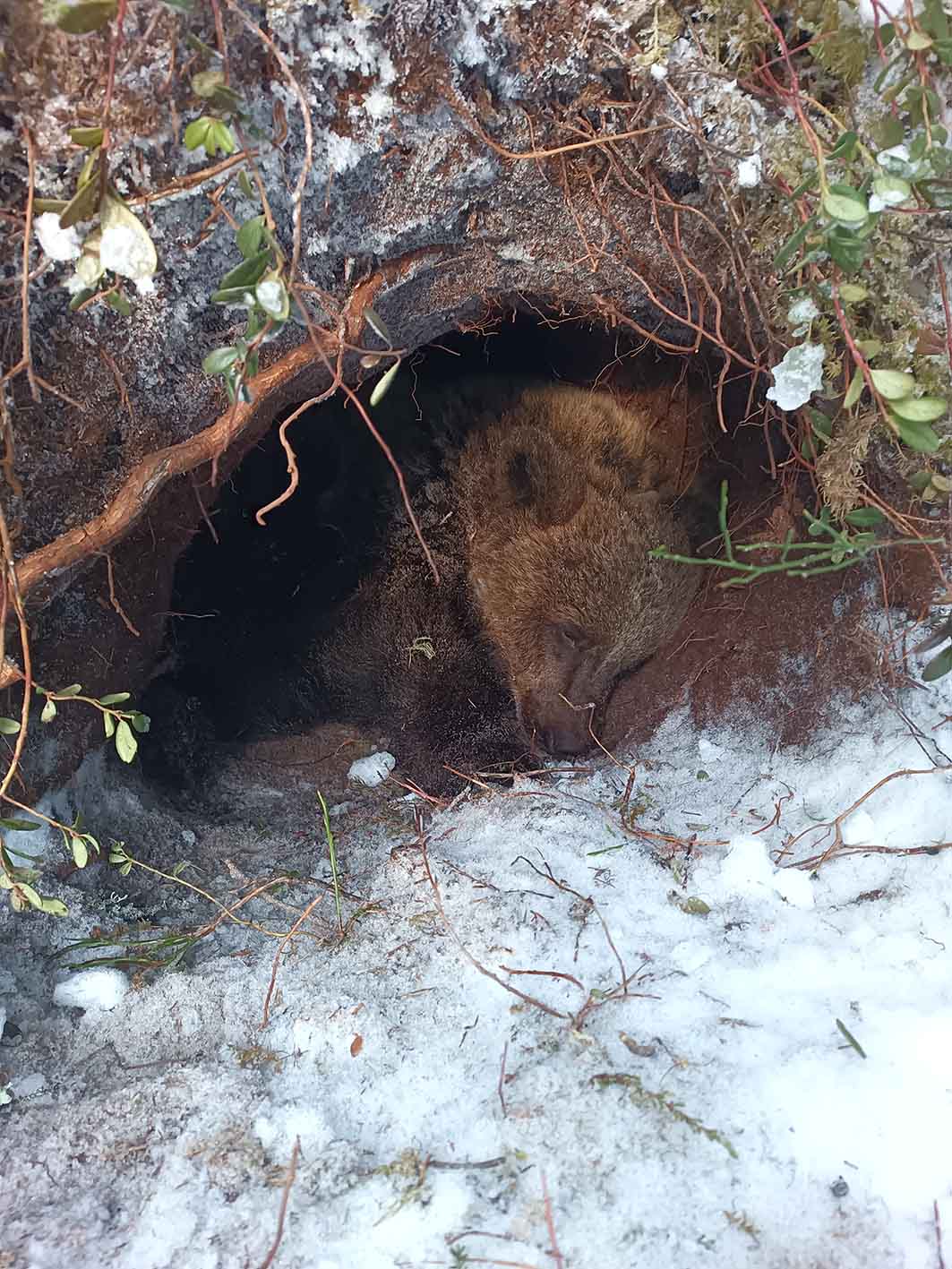 Καφέ αρκούδα που πέφτει σε χειμερία νάρκη στη φωλιά της. 