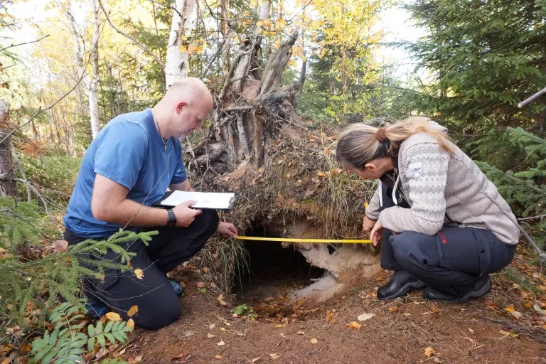 Καταγραφή μιας φωλιάς αρκούδας.
