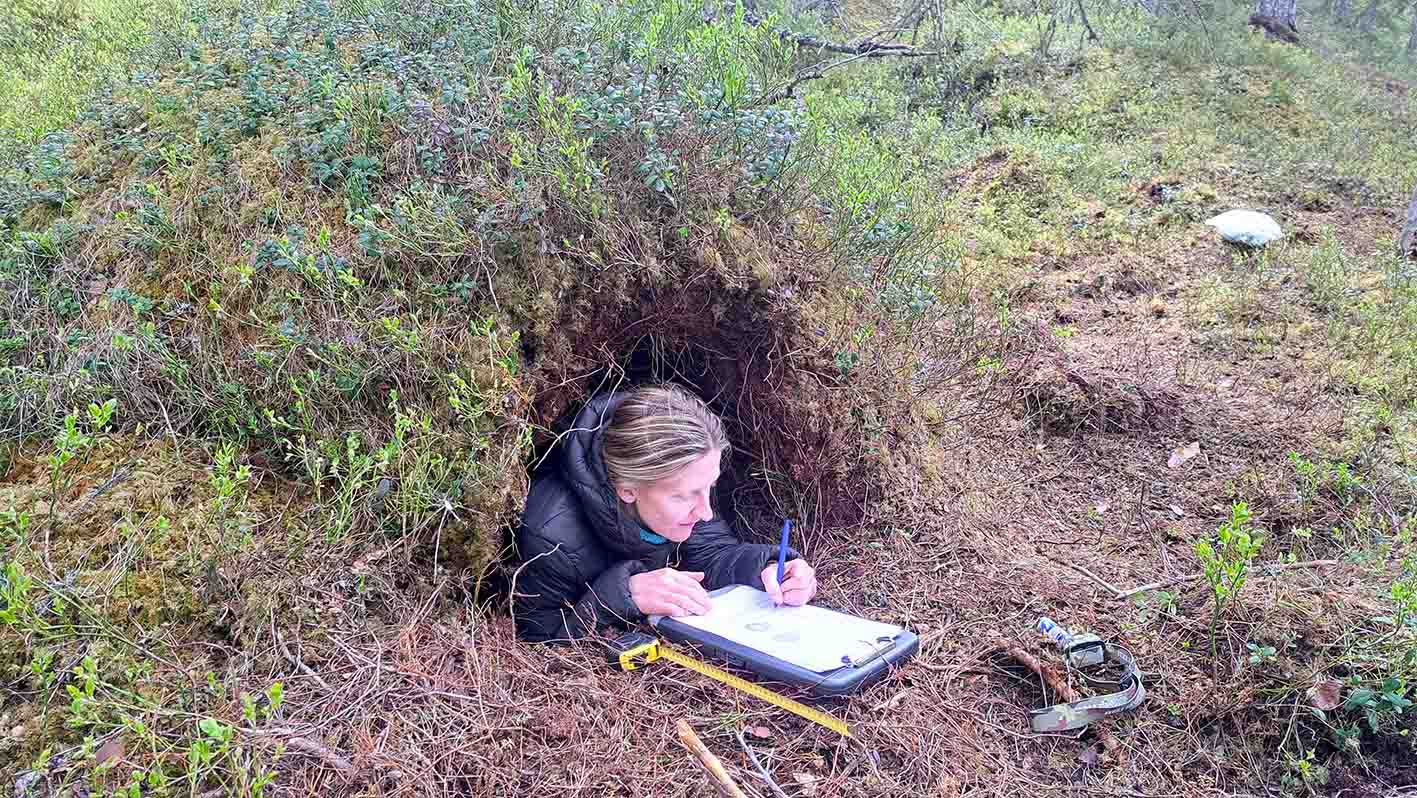 Καταγραφή μιας φωλιάς αρκούδας.