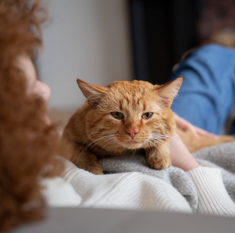 Γυναίκα κρατά γάτα στην αγκαλιά της