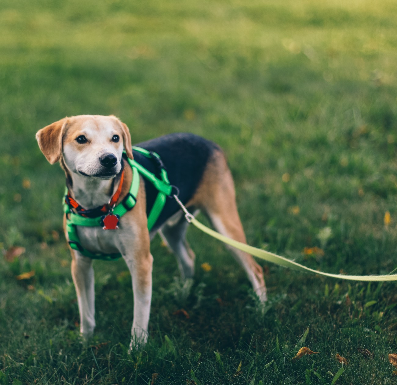 Σκύλος με λουράκι σε βόλτα