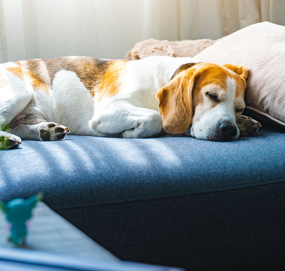 Σκύλος που κοιμάται γαλήνια στο κρεβάτι του και ονειρεύεται