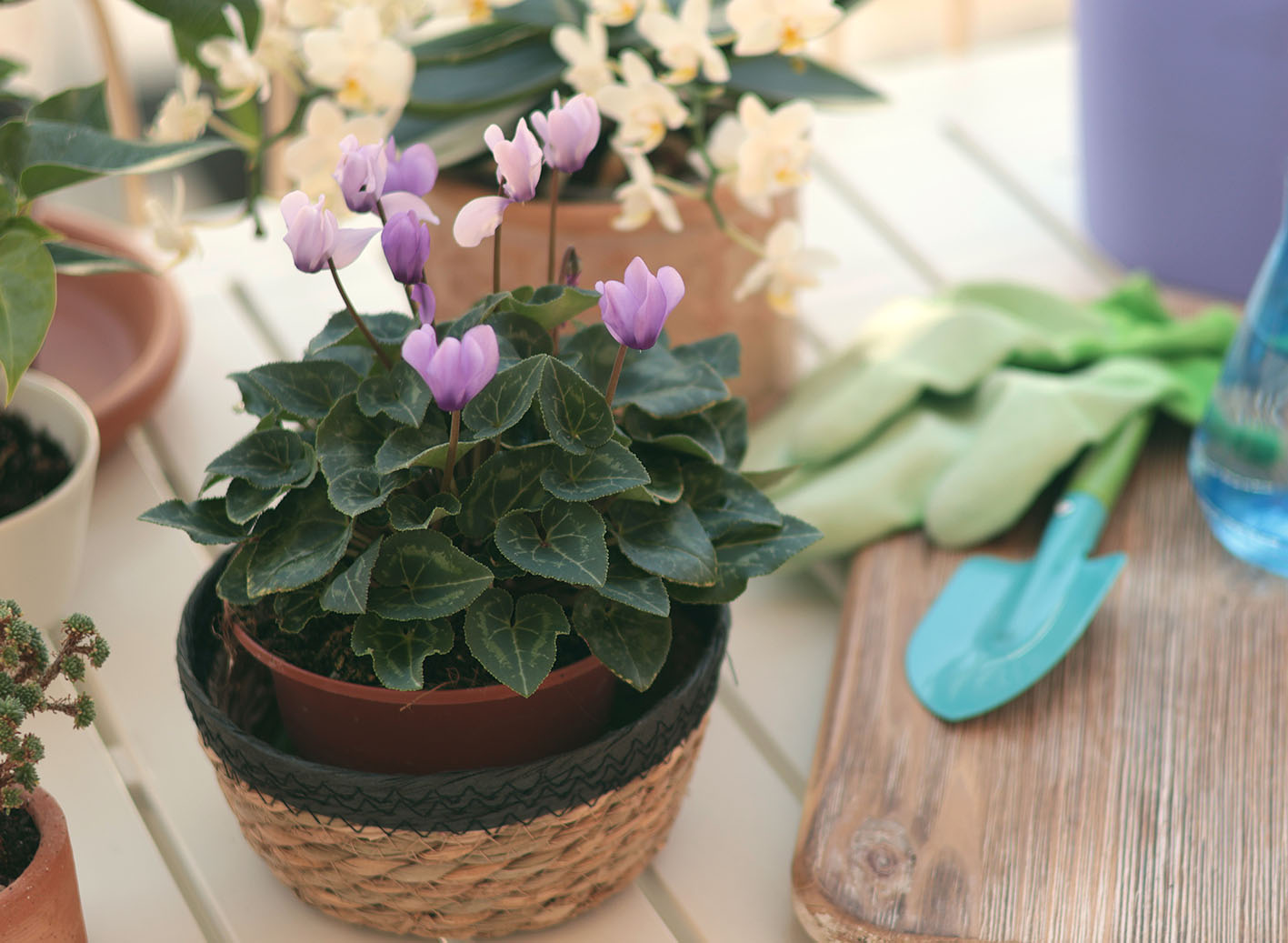 Kυκλάμινα σε γλάστρα