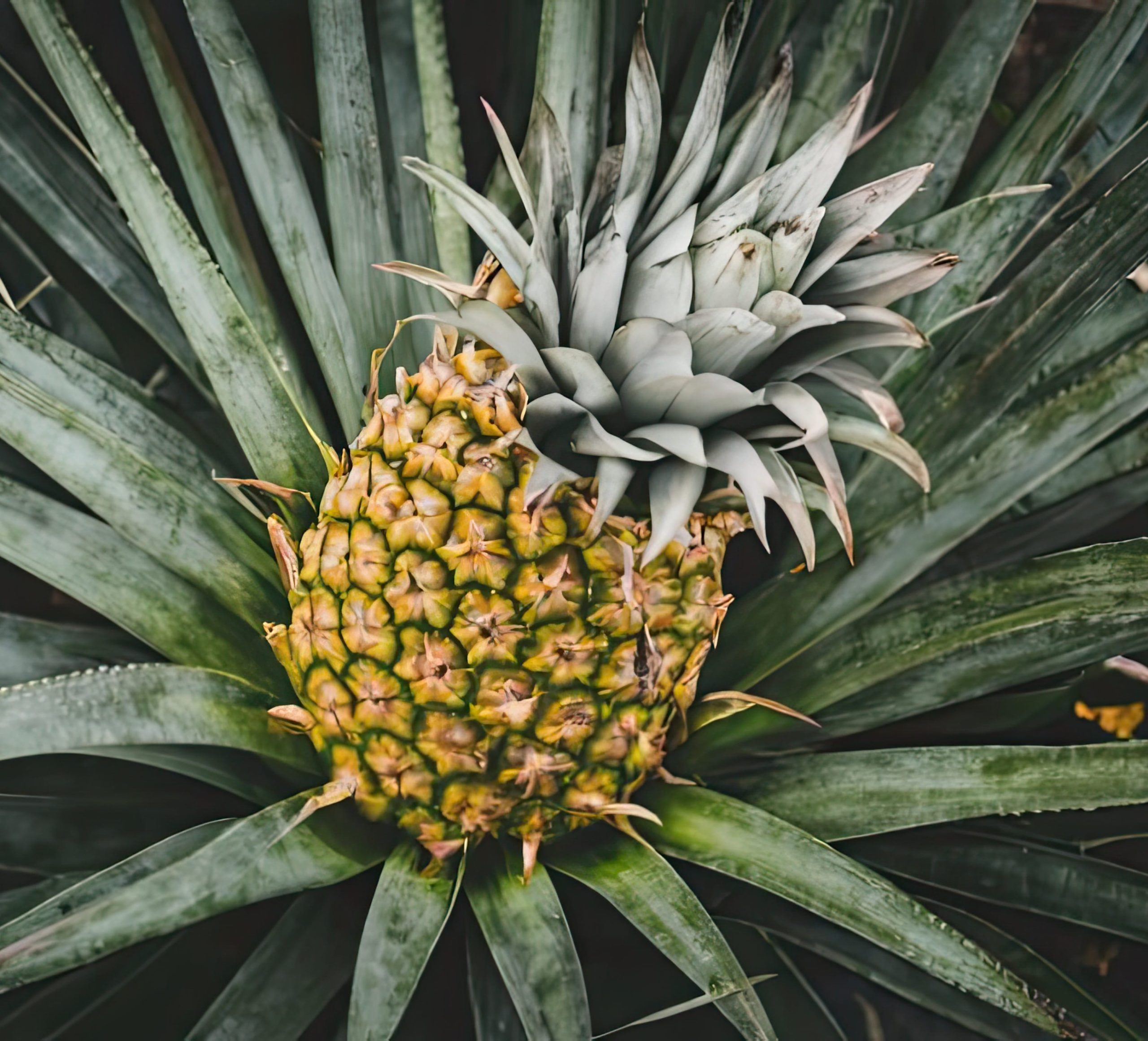 Φυτό ανανάς