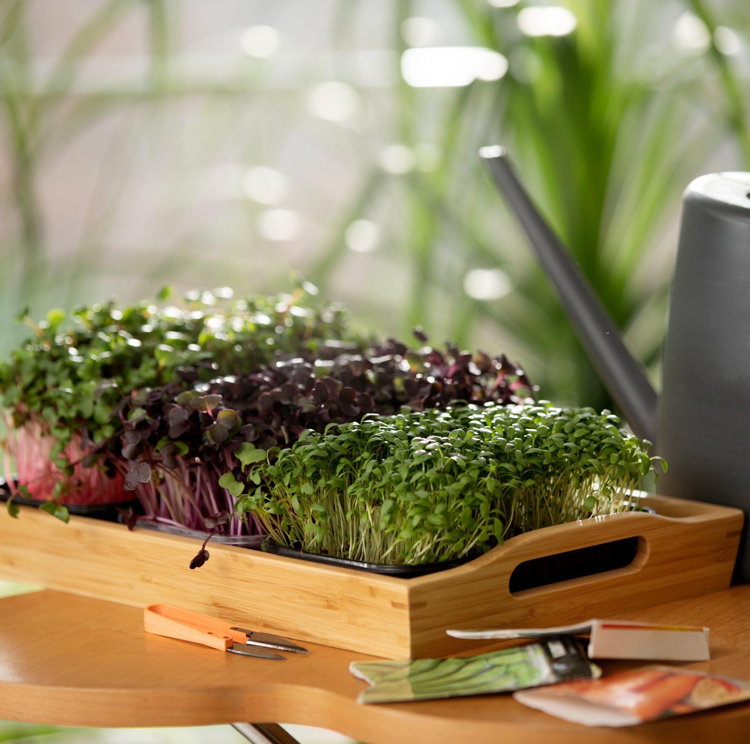 Καλλιέργεια βοτάνων στο σπίτι