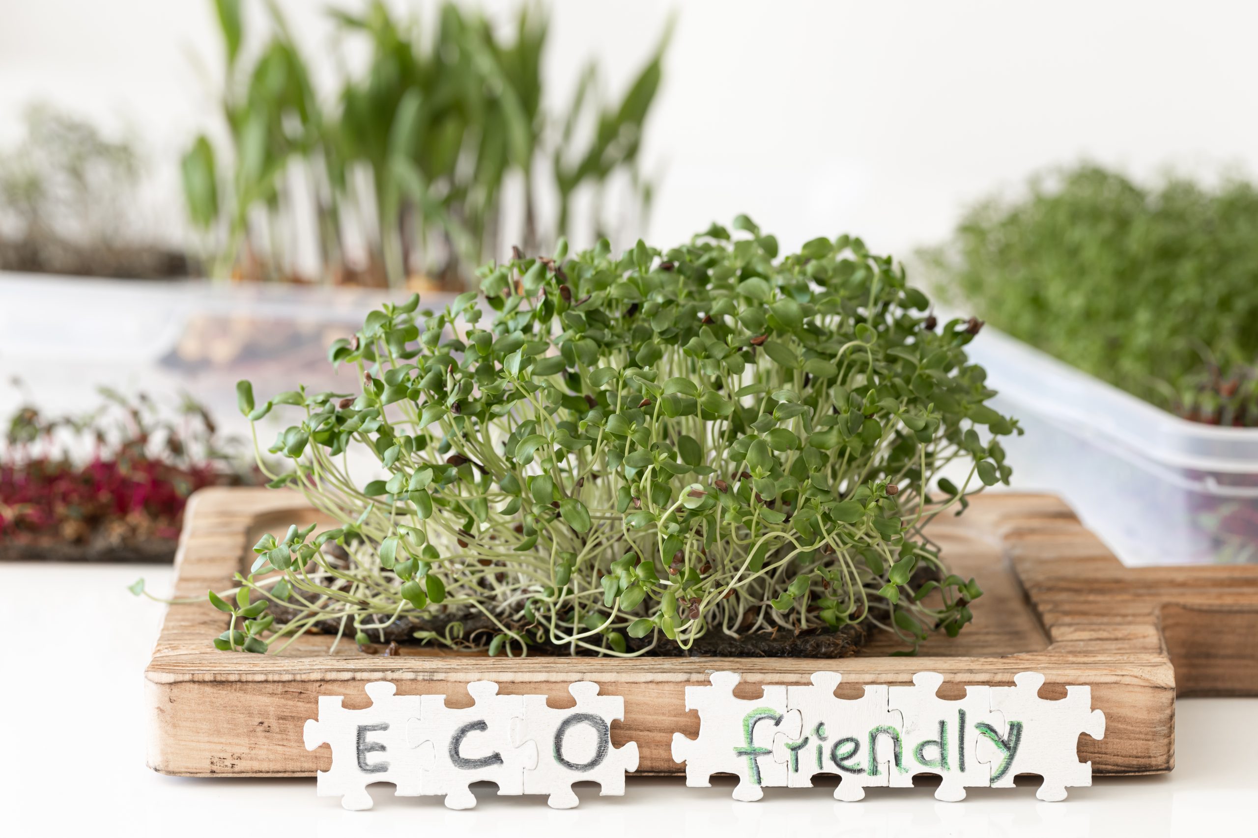 Βότανα μέσα στο σπίτι