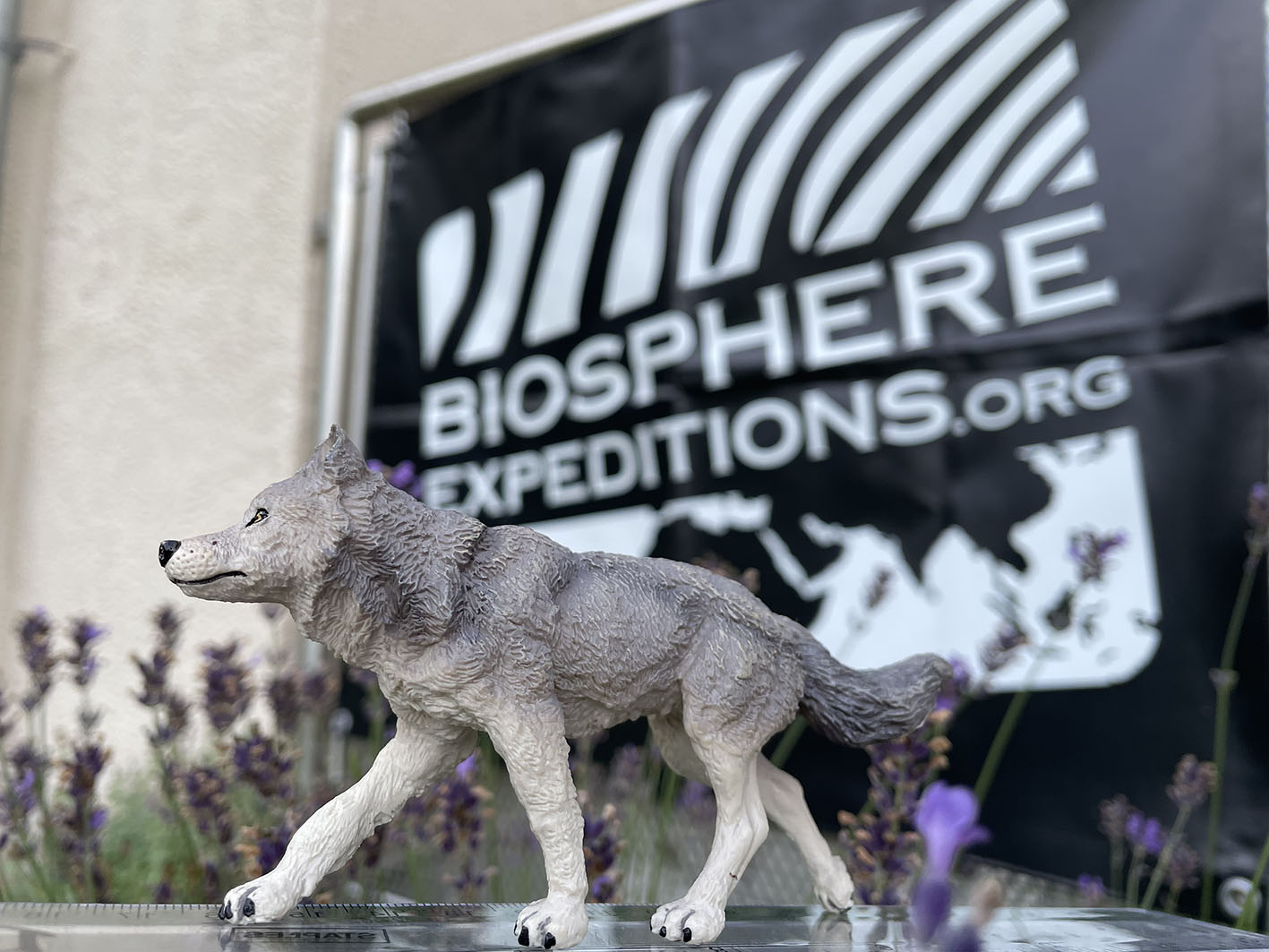 Οι «πολίτες-επιστήμονες» στην πρώτη γραμμή για την προστασία του λύκου