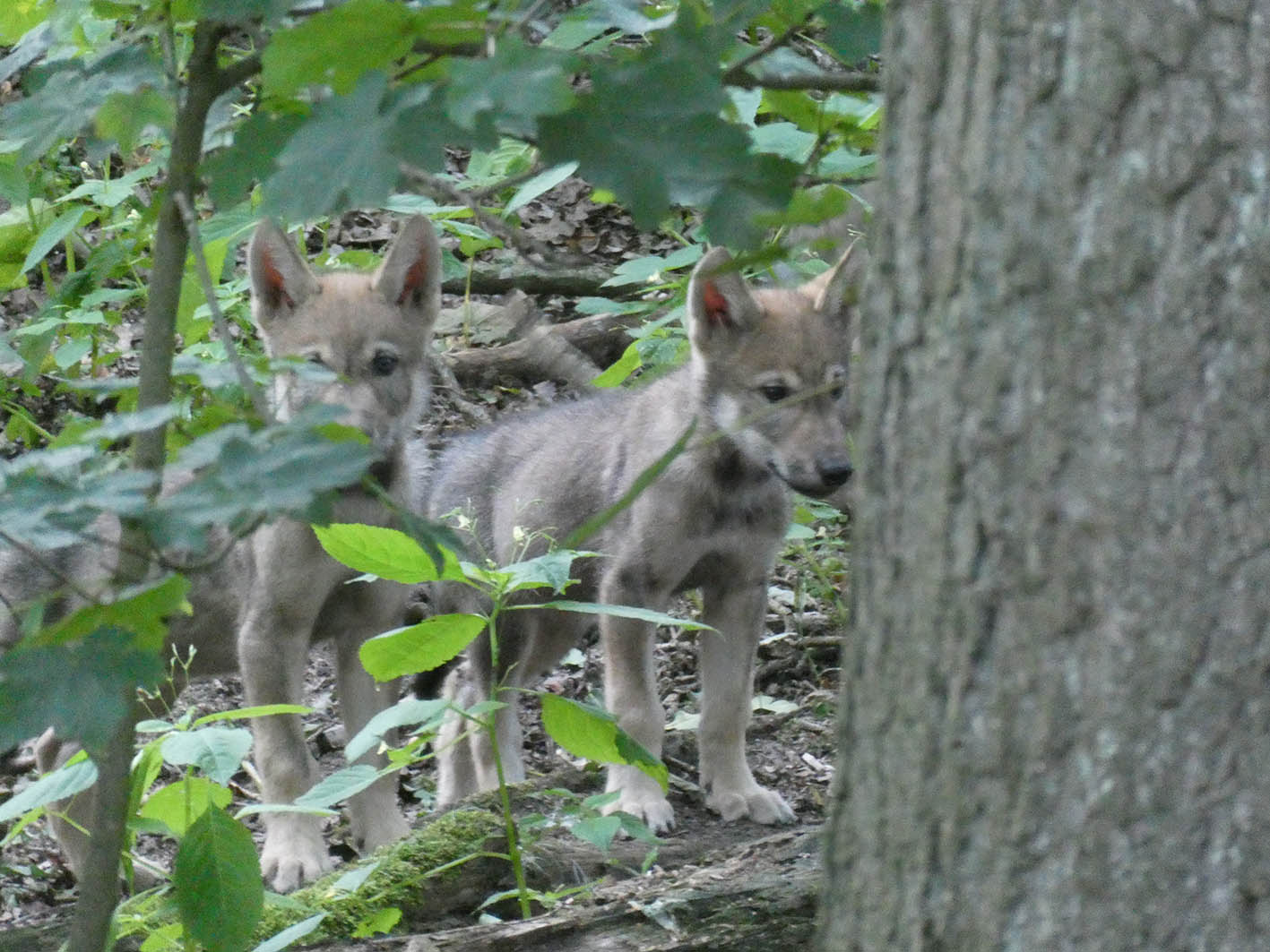 Οι «πολίτες-επιστήμονες» στην πρώτη γραμμή για την προστασία του λύκου