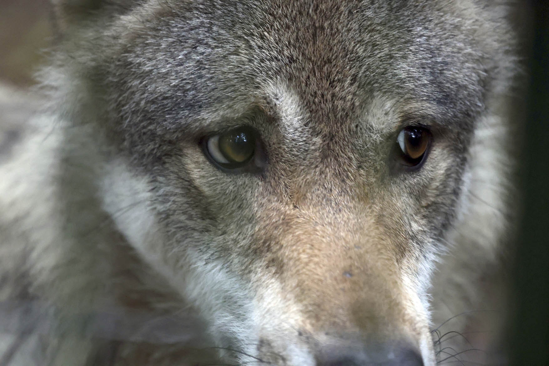 Οι «πολίτες-επιστήμονες» στην πρώτη γραμμή για την προστασία του λύκου