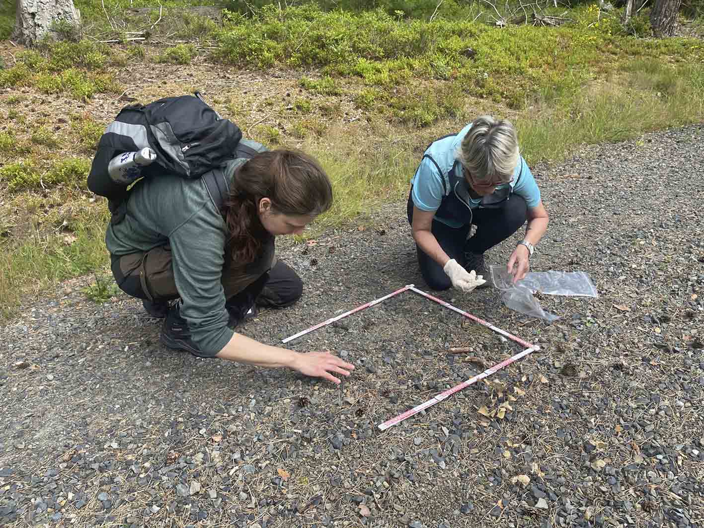 Οι «πολίτες-επιστήμονες» στην πρώτη γραμμή για την προστασία του λύκου