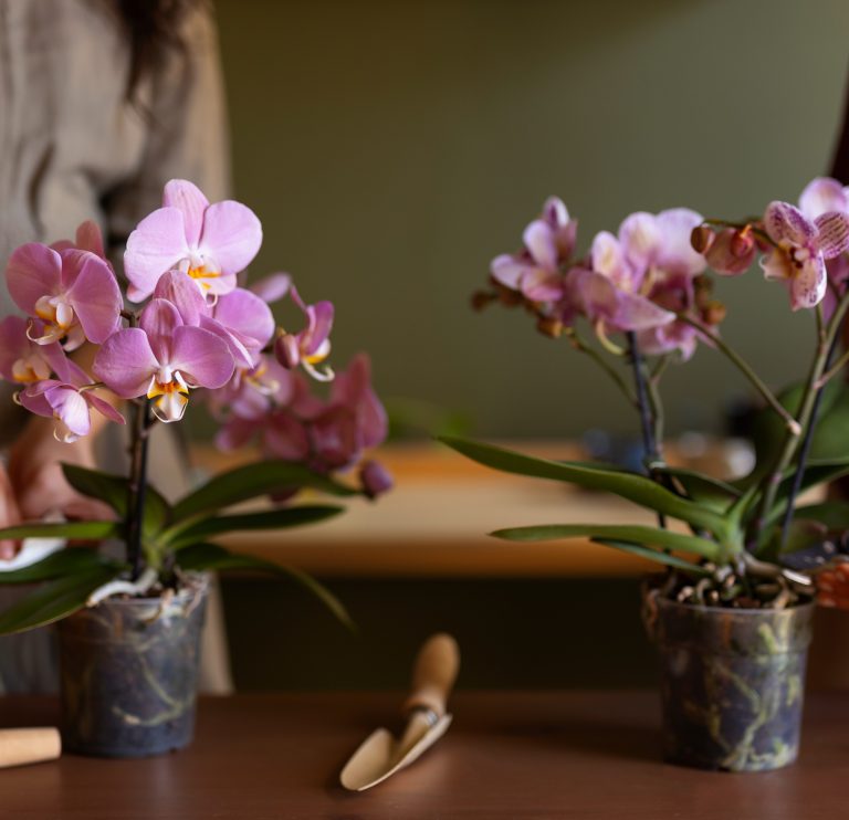 Τα τρία σημάδια που δείχνουν πως η ορχιδέα σας θέλει μεταφύτευση. Στη φωτογραφία όμορφες ορχιδέες