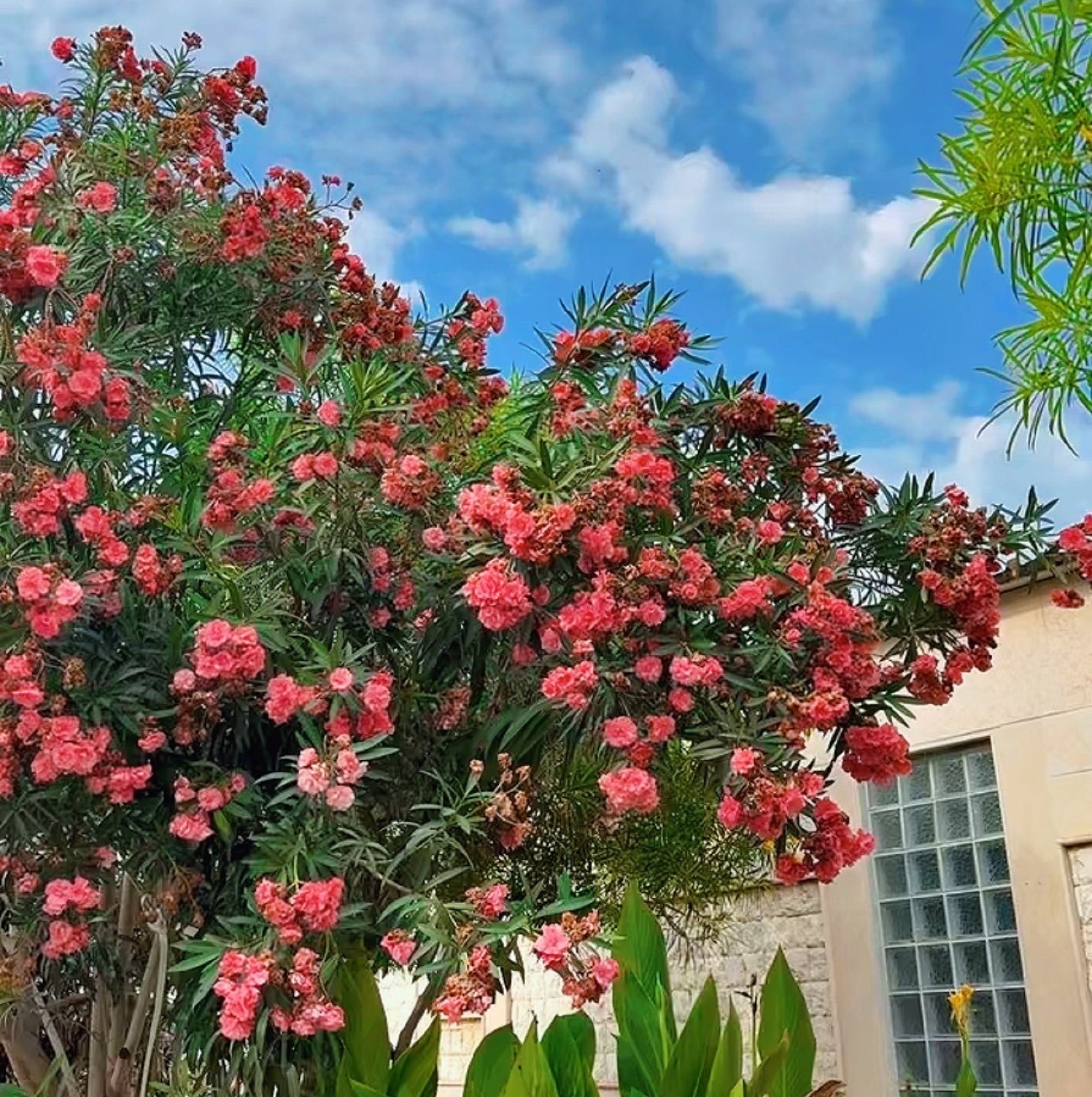 φυτό πικροδάφνη σε αυλή σπιτιού