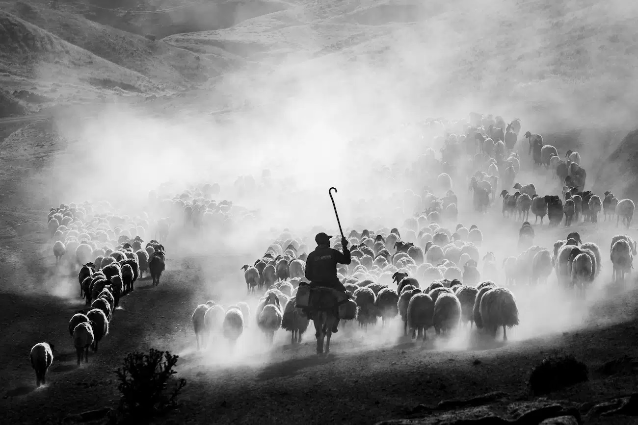 “Dusty Journey” του Serkan Dogus/World Food Photography Awards με χορηγία της Bimi®. Κάθε πρωί, εκατοντάδες πρόβατα φτάνουν στο χωριό από τα ψηλά βοσκοτόπια του όρους Nemrut για άρμεγμα. Αφού ολοκληρωθεί το άρμεγμα, με τη δύση του ηλίου, τα πρόβατα ξεκίνησαν για άλλη μια φορά προς το όρος Νεμρούτ και το σκονισμένο ταξίδι τους ξεκινά.