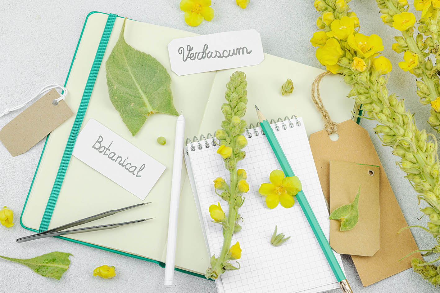Φρέσκα και ξηρά άνθη φλόμου (Verbascum) και σημειωματάριο.