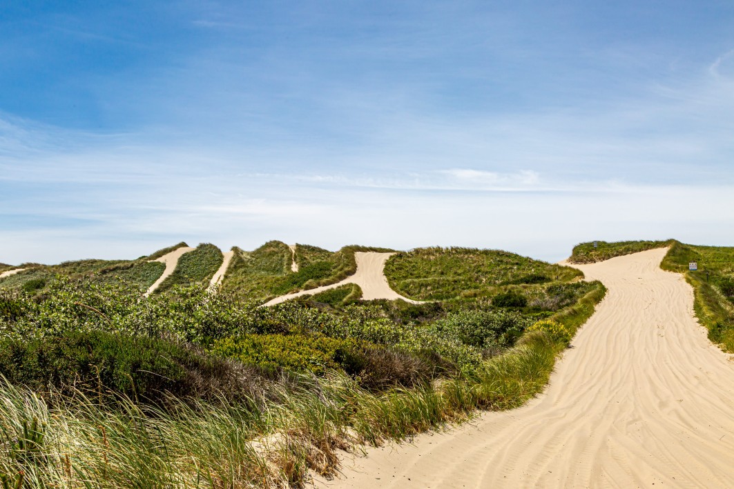 Αμμόλοφοι στο Martha's Vineyard