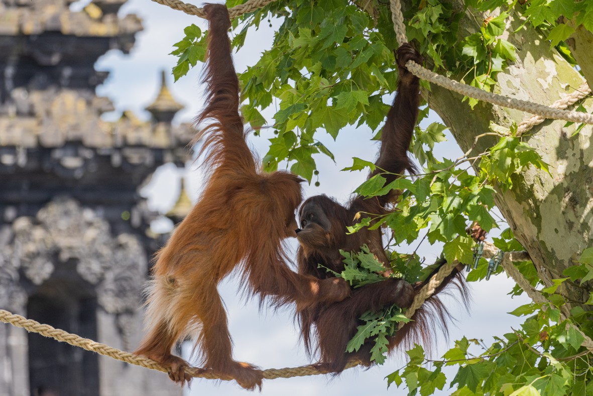 Tο πάρκο Pairi Daiza