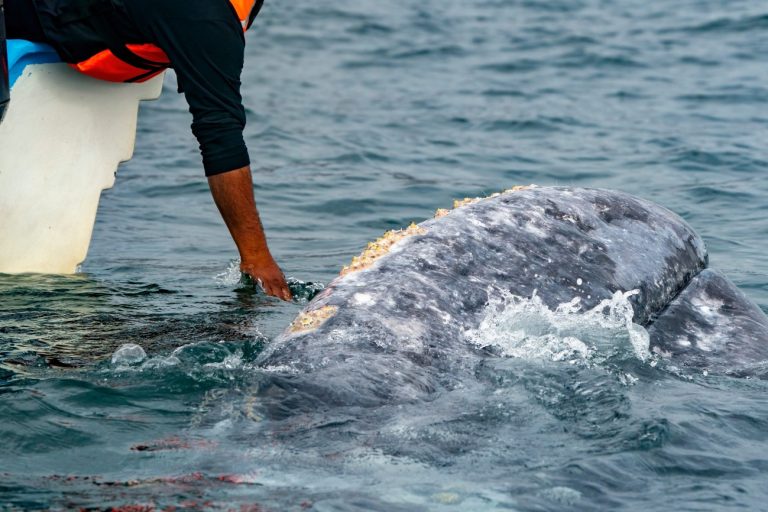 Άνδρας χαϊδεύει μια γκρίζα φάλαινα στη Bahia Magdalena Baja California Sur του Μεξικού