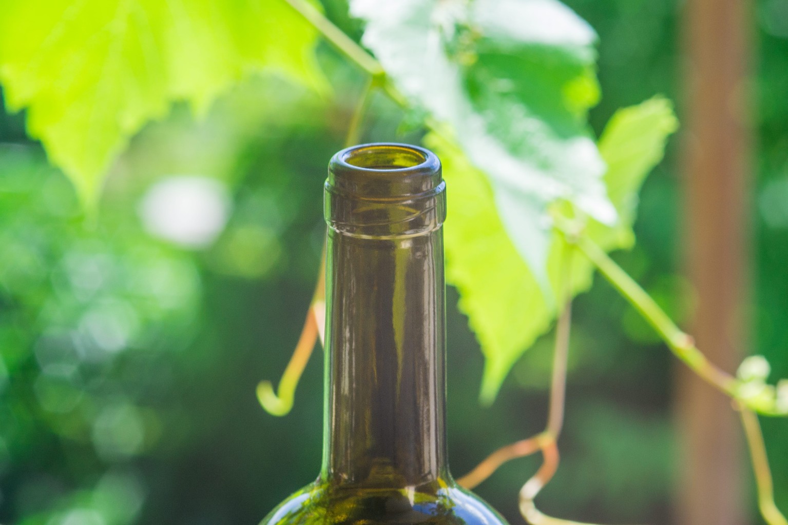 Δεν χρειάζεται απαραίτητα να θυμόμαστε την ημερομηνία που ανοίξαμε ένα μπουκάλι. Το ίδιο το κρασί μπορεί να μας δείξει ότι έχει αρχίσει να αλλοιώνεται. Στη φωτογραφία μπουκάλι κρασί σε αμπελώνα. Κοντινό πλάνο στο λαιμό του μπουκαλιού.