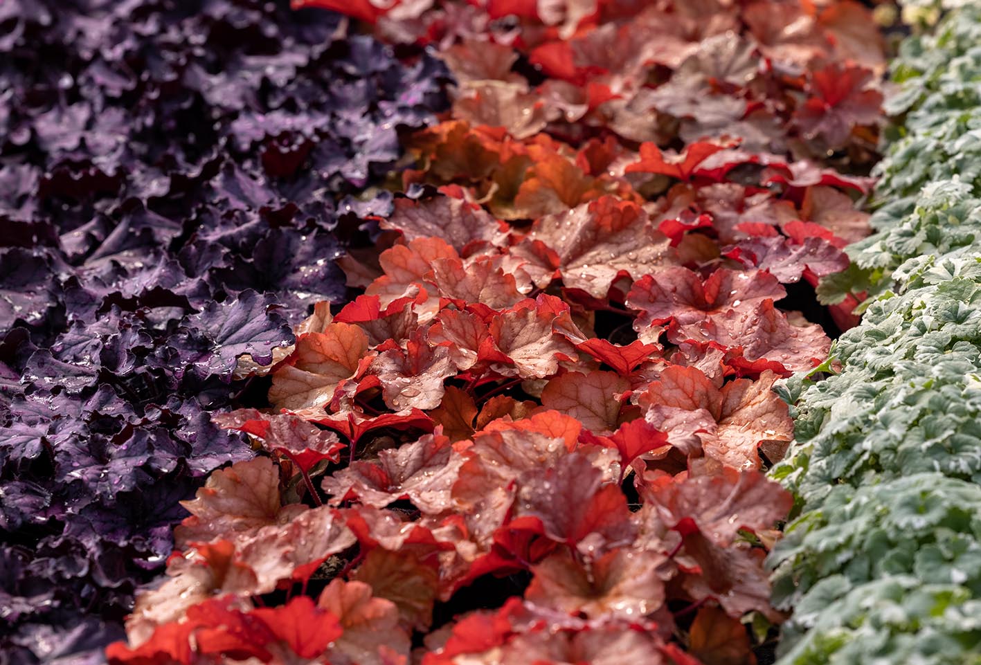 Η χέουχερα (Heuchera) δεν χρειάζεται να ανθίζει για να τραβήξει την προσοχή. Ανάλογα με την ποικιλία, τα φύλλα της μπορεί να είναι πράσινα, χάλκινα, μπορντό ή βαθιά μωβ.