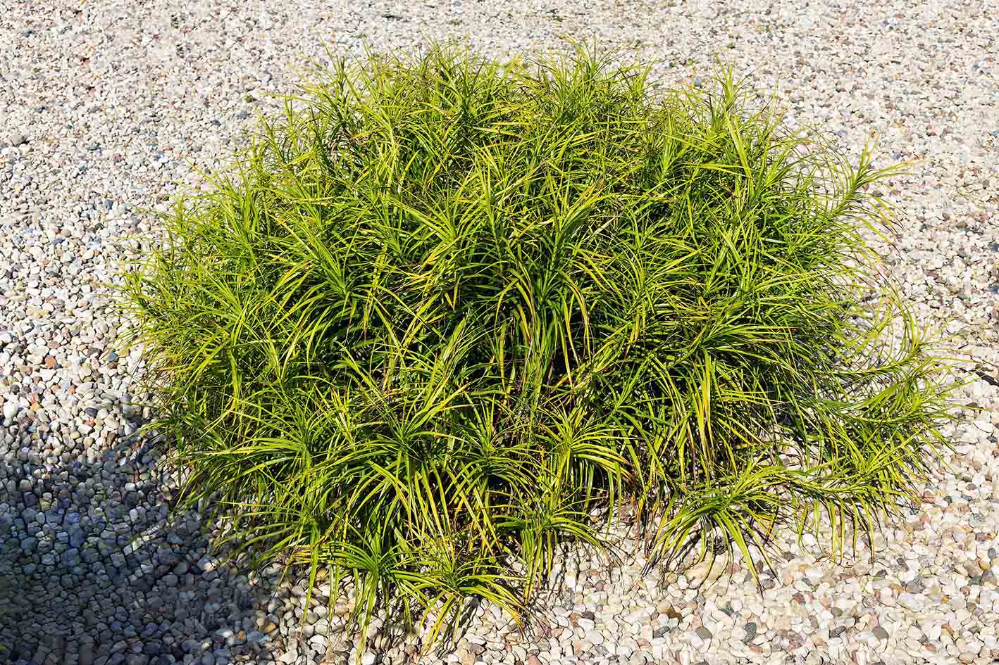 Το κάρεξ (Carex) είναι ένα καλλωπιστικό φυτό με λεπτά φύλλα που σχηματίζουν τούφες και προσθέτουν κίνηση στη σύνθεση.