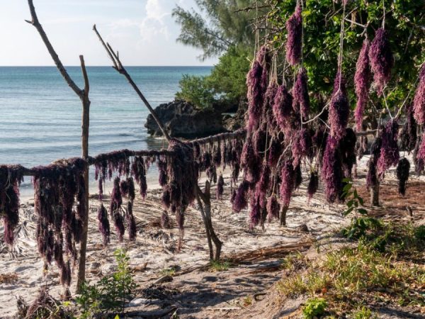 Erevna-Fykia-Ygeia-Pink seaweed - algae, being dried hanging on a rope on the beach on Pemba Island, Tanzania.