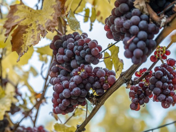 Red Wine grapes ready for harvest Region Moselle River Winningen Germany.