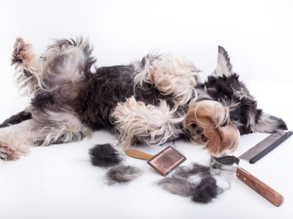 Sneakers pou gavgizoun-Dog with grooming equipment