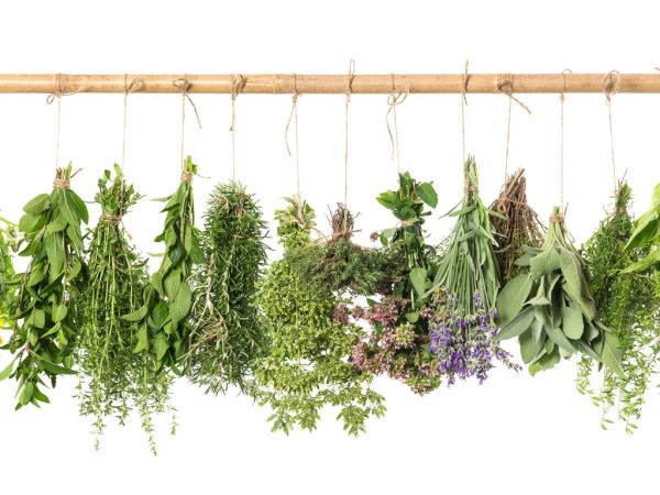 Fresh herbs hanging isolated on white background. Basil, rosemary, sage, thyme, mint, oregano, dill, marjoram, savory, lavender, dandelion