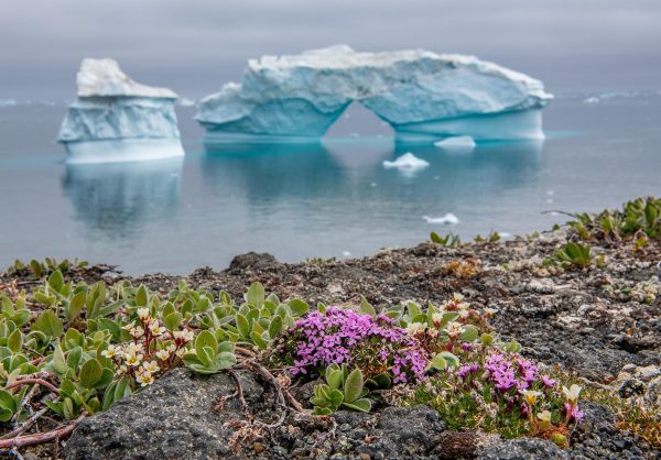 Iceberg and flowers. Flowers on the shore. Nature and landscapes