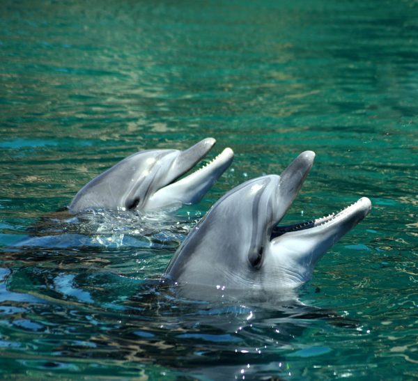 Ζευγάρι δελφίνια