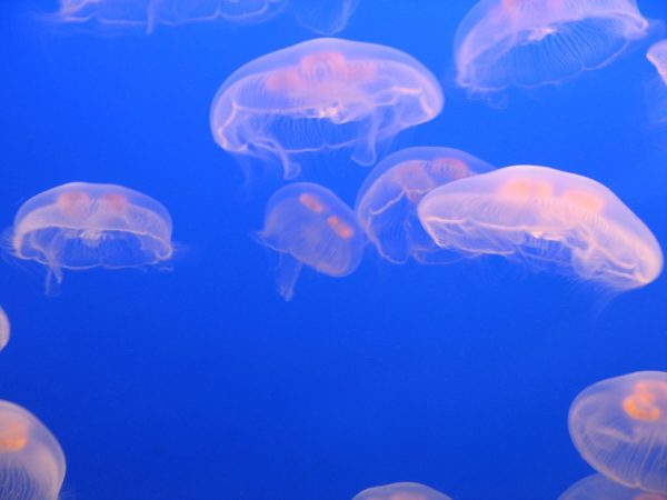jellyfish-15771329_presentation