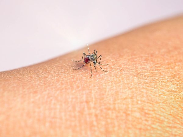 Mosquito body color Black and white Eat blood On the human skin