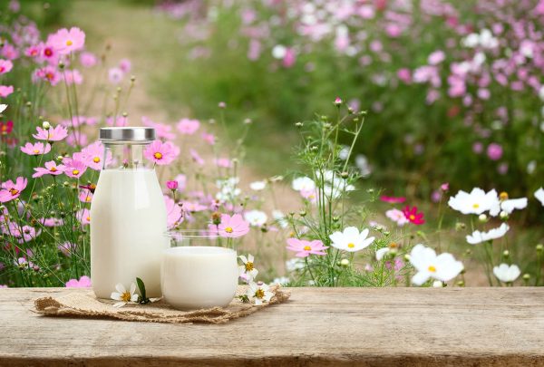 Γάλα στη φύση ανάμεσα σε λουλούδια