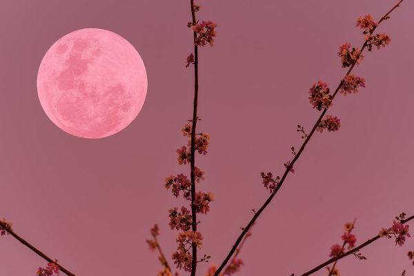 Full moon on the sky with flowers tree branch silhouette.